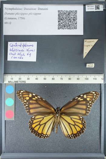 Media type: image;   Entomology 164929